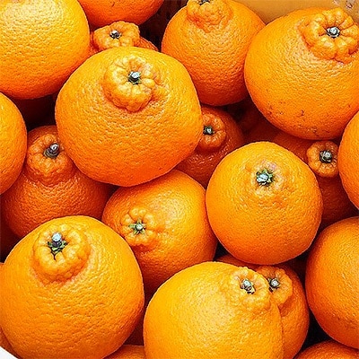 【まごころ手選別】有田の不知火(しらぬひ)　約4kg