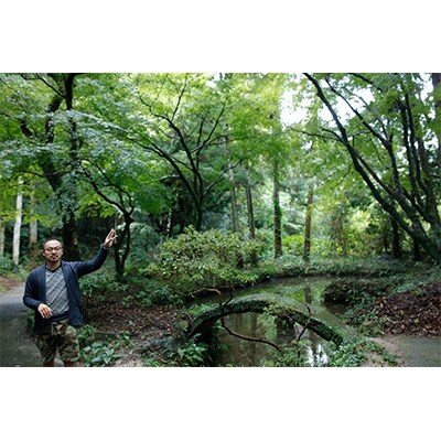 マルベリーティー 2袋 糸島産桑の葉100%使用【泉屋六治】