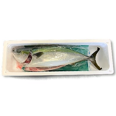 鰤王セミドレス 約3.8kg