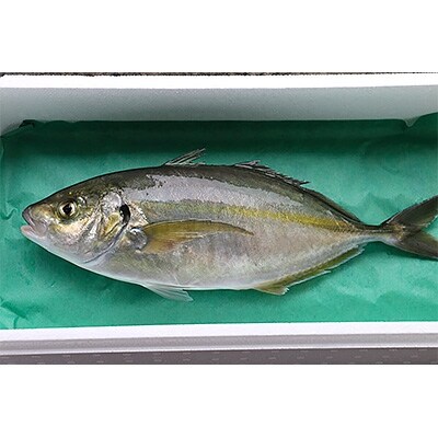 シマアジ 1匹 約1 0 1 3kg N お礼品詳細 ふるさと納税なら さとふる シマアジ 1匹 約1 0 1 3kg N お礼品詳細 ふるさと納税なら さとふる