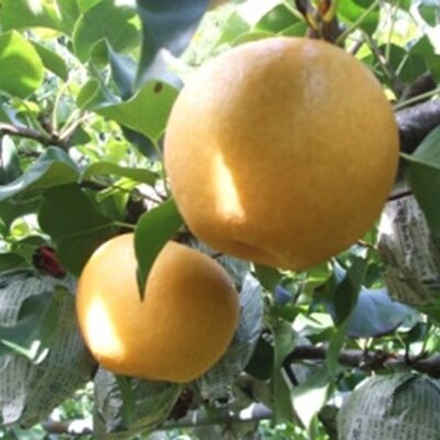 九重産 梨(約3kg)