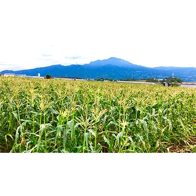 朝獲とうもろこし約5kg【2019年8月下旬発送】