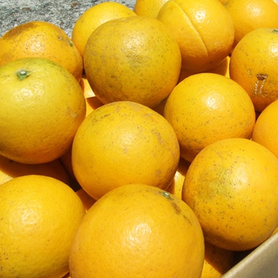 バレンシアオレンジ[約7kg]湯浅町田村産 春みかん(無選別・果実サイズ混合ご家庭用)
