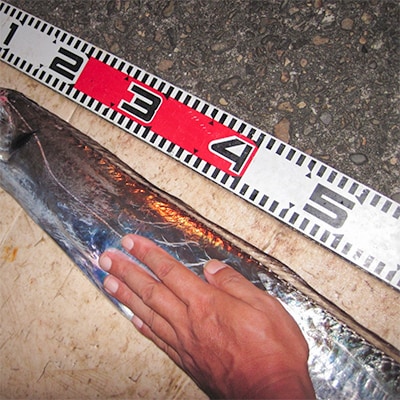船釣り体験!有田の太刀魚　乗船券(12名様まで・貸し切り)