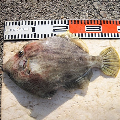 船釣り体験!太刀魚またはカワハギ　乗船券(2名様・乗合)