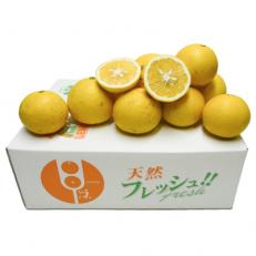 日向夏(ひゅうがなつ)　3kg