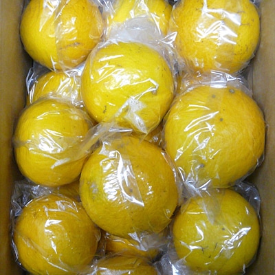 日向夏(ひゅうがなつ)　3kg