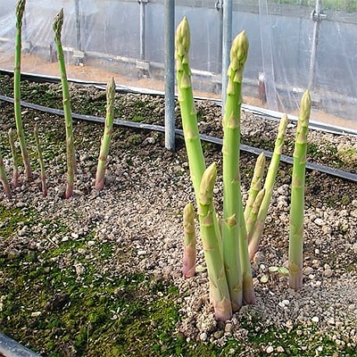 グリーンアスパラガス(夏芽)約1.5kg