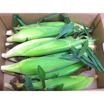 とうもろこし「ゴールドラッシュ」約5kg