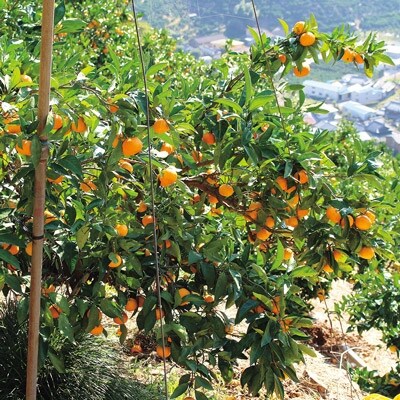樹上完熟「有田みかん」 (秀品) 約5kg