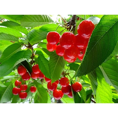 尾花沢産「さくらんぼ佐藤錦500g×1パック」