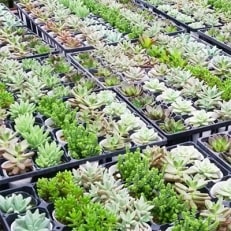 多肉植物 寄せ植えおまかせ16ポットセット