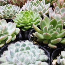 多肉植物　エケベリア おまかせ54ポットセット