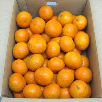初夏に味わえる柑橘　なつみ　約4.7kg×2箱