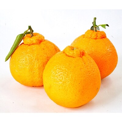 【御坊市】紀州デコみかん(不知火)約5kg