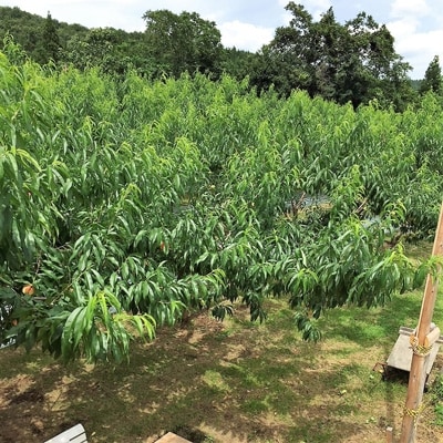 【青森県五戸産】ごのへのもも 3kg(11~12個入り)