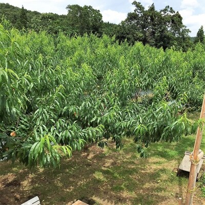 【青森県五戸産】ごのへのもも 約5kg(15~18個入り)
