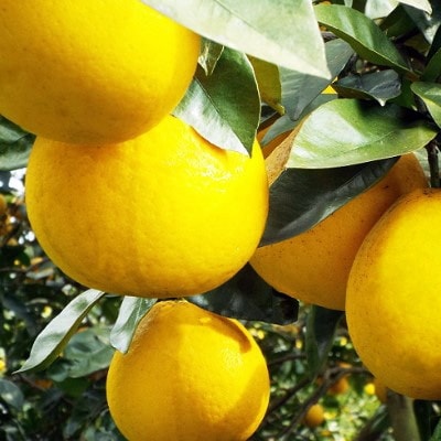 口いっぱいに広がる爽やかさ!「河内晩柑」約4kg(Mサイズ以上)【C28-11】