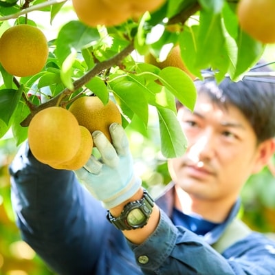 ぎょくだんヤスの玉東梨(約5kg入り)