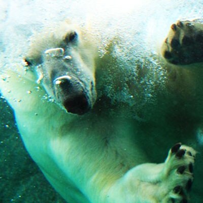 日本平動物園ペア入園券+バックヤード(2019年11月10日指定)へご招待+オリジナルグッズ