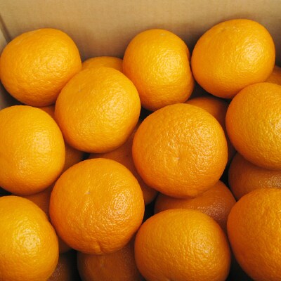 【4月～5月発送】甘夏柑　約4.7kg×2箱