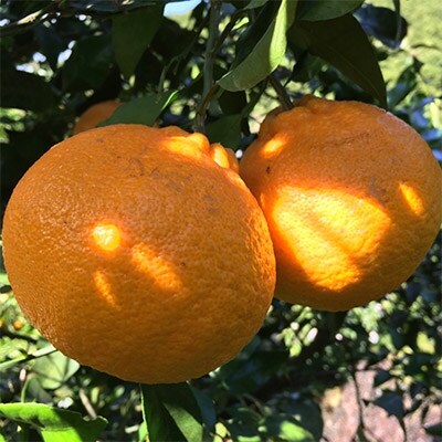 【2023年2月中旬発送】有田育ちの濃厚不知火(ご家庭用)　約10kg