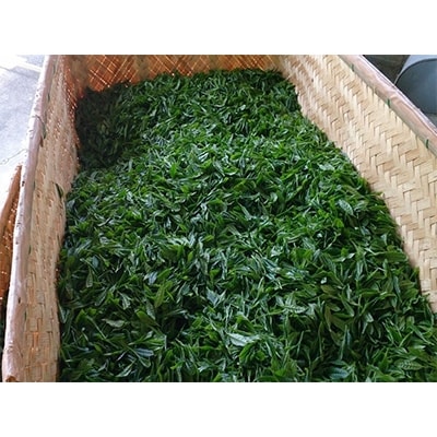 【新茶】大和茶　初摘み一番茶「かぶせ煎茶」 3袋セット