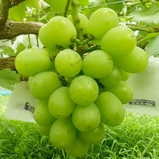 朝採り・シャインマスカット (約1kg)  朝倉産