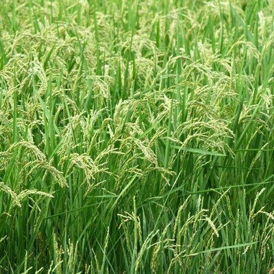 北海道恵庭産 たつや自慢の米 ななつぼし10kg