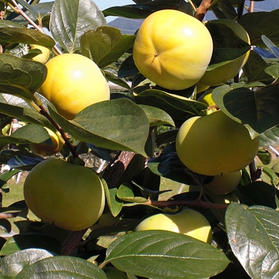 杷木の柿　太秋柿約3kg