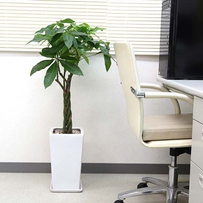 パキラ 7号 ホワイトスクエア陶器鉢 ストレート 高さ:約85cm～1m内外(鉢底より)