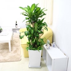 幸福の木 9号 ポトス寄せ植え ホワイト陶器鉢 ストレート 高さ:約1.1m~約1.4m内外