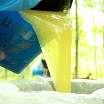 辻養蜂場 百花蜜600g 2本入り