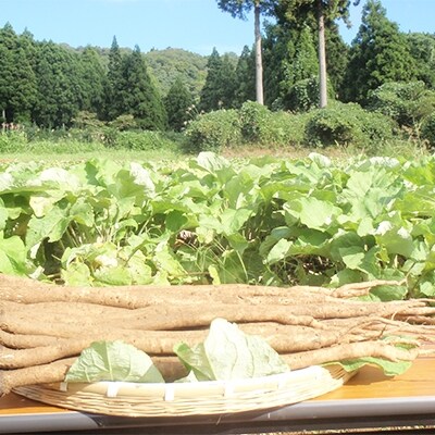 [能登伝統野菜]　沢野ごぼう茶　6袋