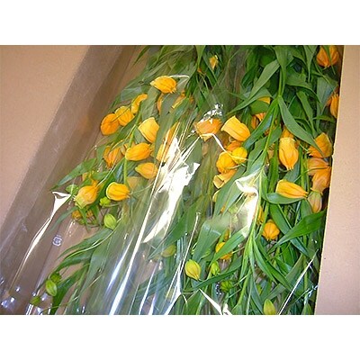 北海道名寄市 Ja道北なよろ サンダーソニア 氷点花 Lサイズ 10本 お礼品詳細 ふるさと納税なら さとふる