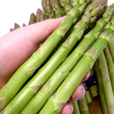 (先行予約)北海道森町産 グリーンアスパラL～2Lサイズ　700g