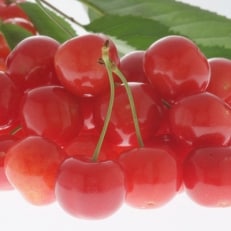 青森県南部地方のさくらんぼ・紅秀峰(550g×2パック) | ふるさと納税のお礼品