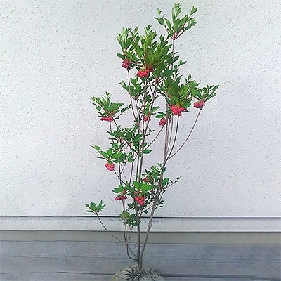 紅花ドウダンツツジ　樹高約80～90cm　取扱説明書付き