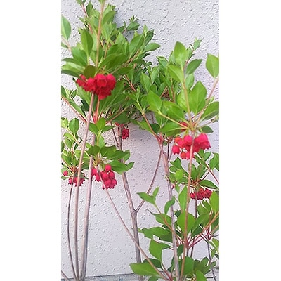 紅花ドウダンツツジ　樹高約80～90cm　取扱説明書付き