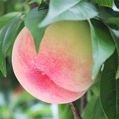 【長野県産】桃(あかつき) 約5kg 秀品〈2025年07中旬～08中旬発送〉