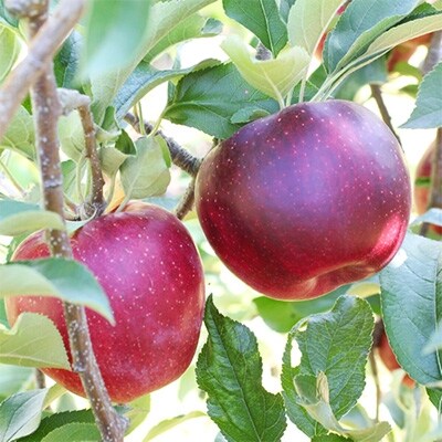 【長野県産】真紅のりんご(秋映)約5kg 秀品