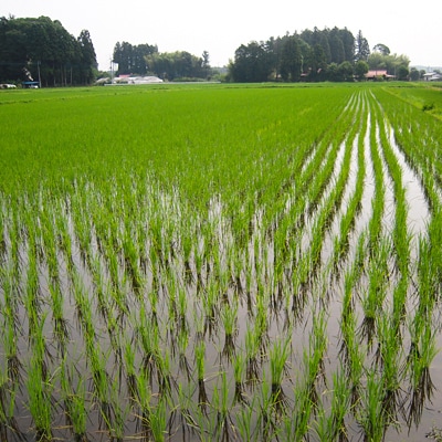 塩谷産米『ゆうだい21』 無洗米 5kg | 栃木県塩谷町 | ふるさと