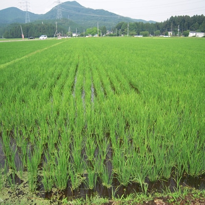 塩谷産米『ゆうだい21』 無洗米 5kg | 栃木県塩谷町 | ふるさと