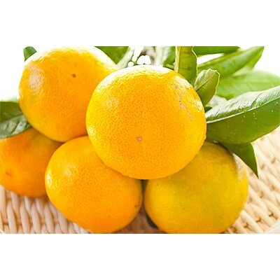 【産直】ゆら早生みかん約5kg(2S～Mサイズおまかせ)