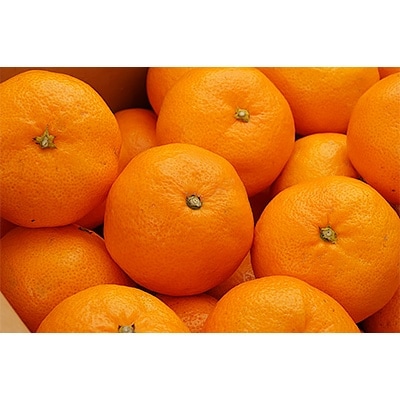 【産直】下津蔵出しみかん約5kg(2Sサイズ)