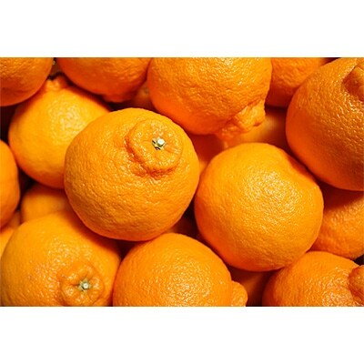 【厳選】和歌山産不知火約3kg(デコ)(12玉～17玉)