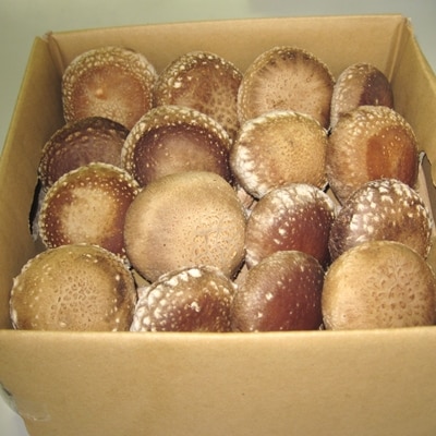 御在所しいたけ　約500g