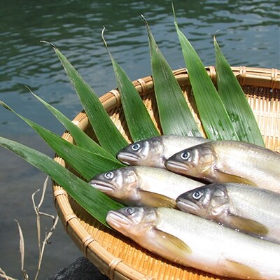鮎甘露煮 12尾セット(若鮎・本鮎・子持 各4尾)
