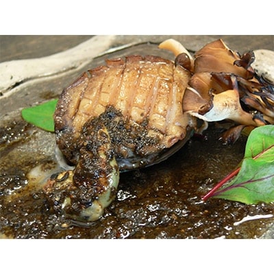 やわコリ食感紀州活アワビ(10-13個入)
