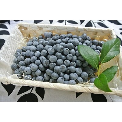 完熟ブルーベリー 1kg